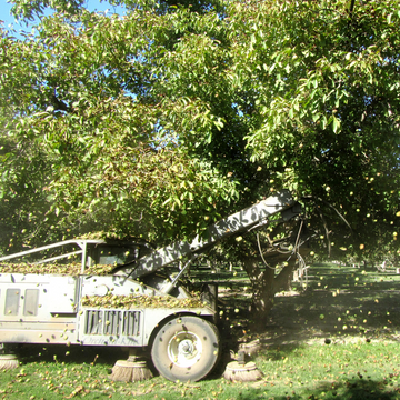 Maschine schüttelt Baum, damit Nüsse herunterfallen, in sonnigem Obstgarten.
