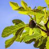 Feigenbaumzweig trägt Frucht, beleuchtet von Sonnenlicht, vor strahlend blauem Himmel.