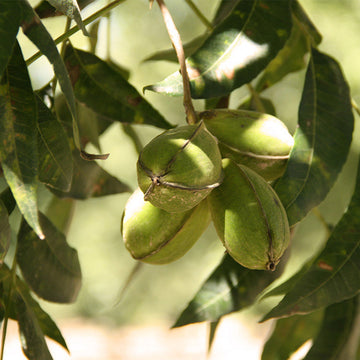 Grüne Pekannüsse hängen von einem Ast in einem sonnigen Laubumfeld.