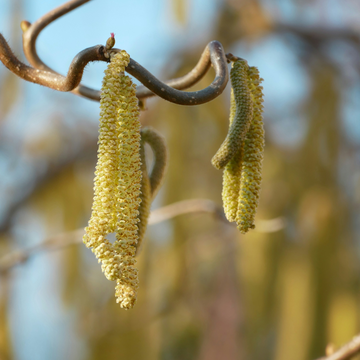 Haselnusskätzchen hängen von einem verzweigten Ast vor unscharfem blauem Himmel und braunem Hintergrund.