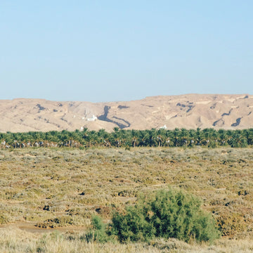 Wüste mit Palmenhain im Vordergrund, Berge im Hintergrund, klares blaues Himmel.