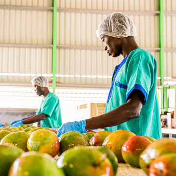 Arbeiter sortieren Mangos in einer Lagerhalle, tragen grüne Kittel und Haarnetze.