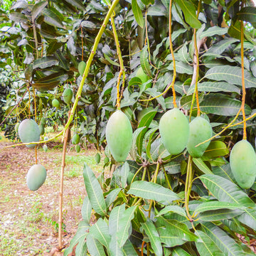 Grüne Mangos hängen reifend an einem Baum mit dichten, grünen Blättern im Freien.