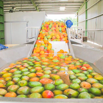 Mangos schwimmen in Wasser, auf Fließband, in einer industriellen Anlage zur Verarbeitung.